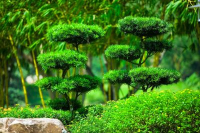 Expert Landscaping Services