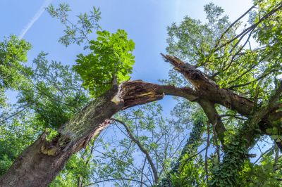 Tree Limb Removal - Tree Limb Removal Bonita Springs, Florida